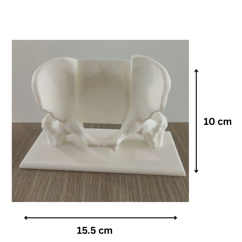 Pelvis Business Card Holder for Desk | Unique Office Gift for Professionals - Image 2