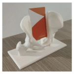 Pelvis Business Card Holder for Desk | Unique Office Gift for Professionals - Image 3