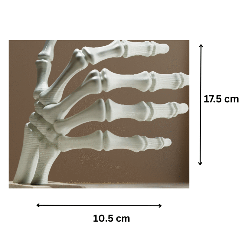 Skeleton Right Hand Bookstop for Office, Home, Library, Reading Place, Hospital, Schools, Colleges, Bookstores, Study Room, Corporate Desk, Reception, Waiting Area, Labs, Coaching Classes – Unique 3D Printed Gift - Image 2
