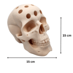 Human Skull Pen Holder, 3D Printed Desk Organizer, Office Stationery Stand, Study Table Decor, Creative Gift for Doctors, Engineers, Designers, Students, Halloween Decor, Medical Office Accessory, Home Office Desk Decor - Image 2